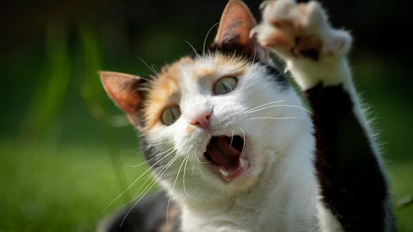 ¿Por Qué Mi Gato Corre Como Loco Por La Casa?
