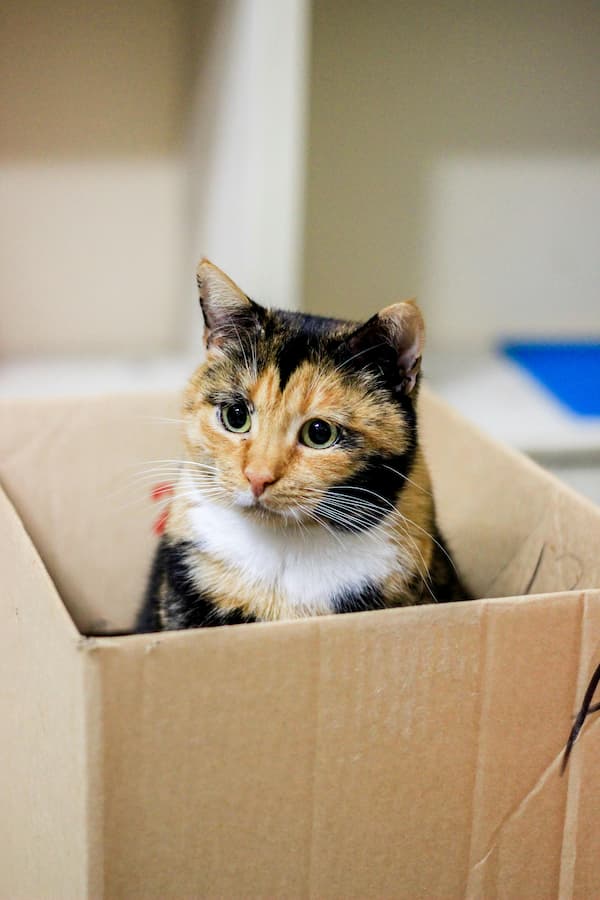 ¿Por Qué Los Gatos Aman Las Cajas?