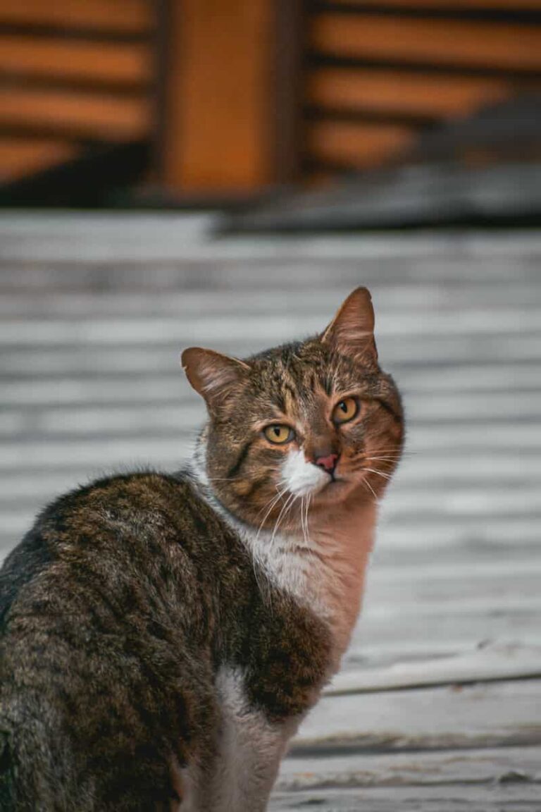 gato callejero