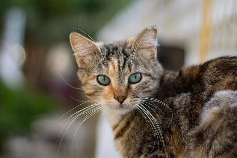 Esterilizar a tu gato
