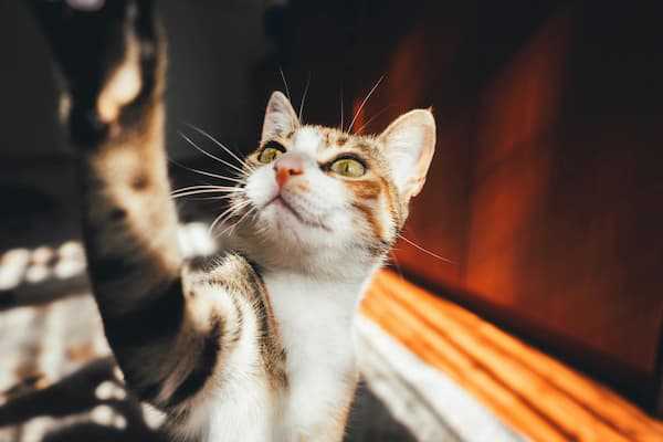 ¿Por Qué Los Gatos Ven Pantallas y Televisión?
