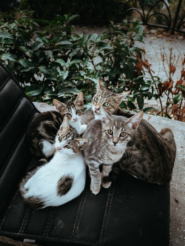 Blog Gatuno