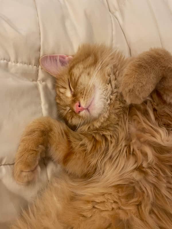 ¿Los Gatos Sueñan?