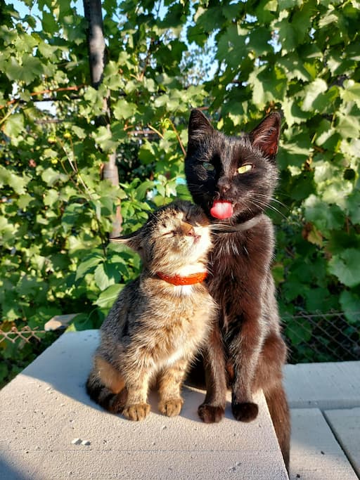 collar liberacion rapida