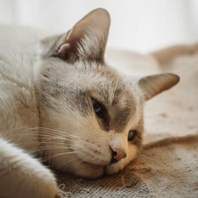 ¿Tu gato araña el sofá? Esto es lo que realmente significa (y cómo evitarlo)