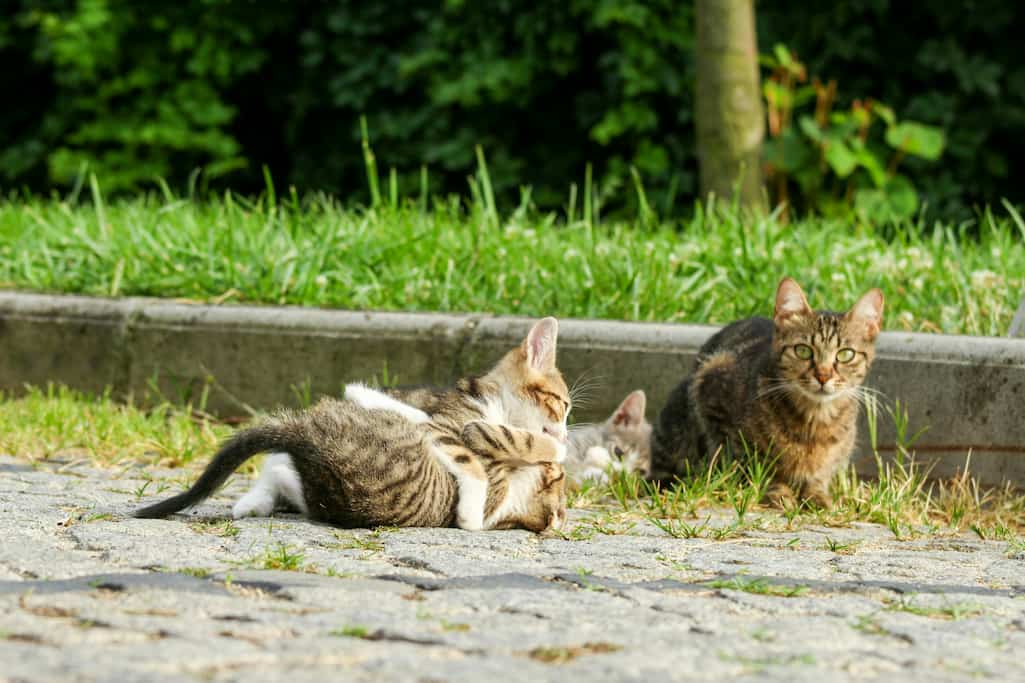 ¿Tienes más de un gato? Así debes colocar sus platos para evitar estrés y peleas