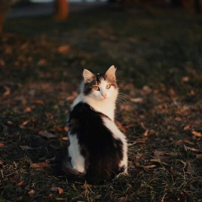 ¿Por qué los gatos reaccionan cuando haces “pspsps”?