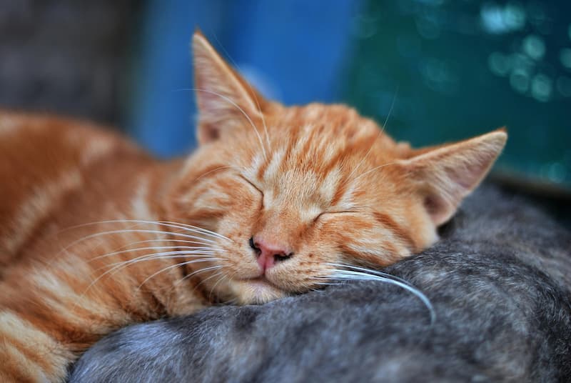 ¿Los Gatos Sueñan?
