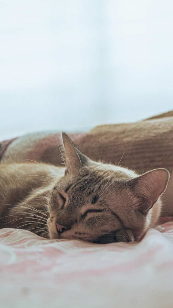 ¿Los Gatos Sueñan?