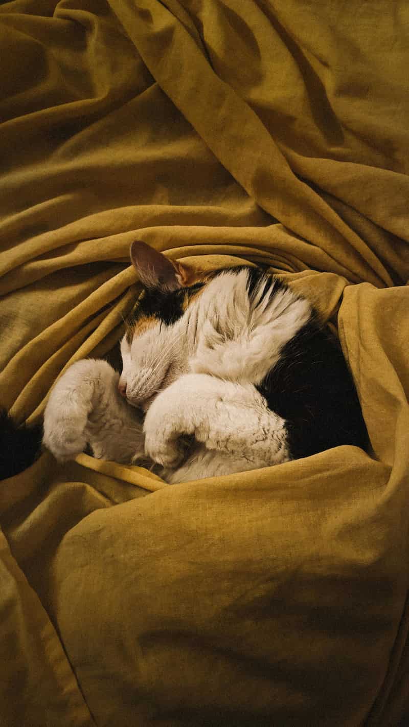 ¿Los Gatos Sueñan?